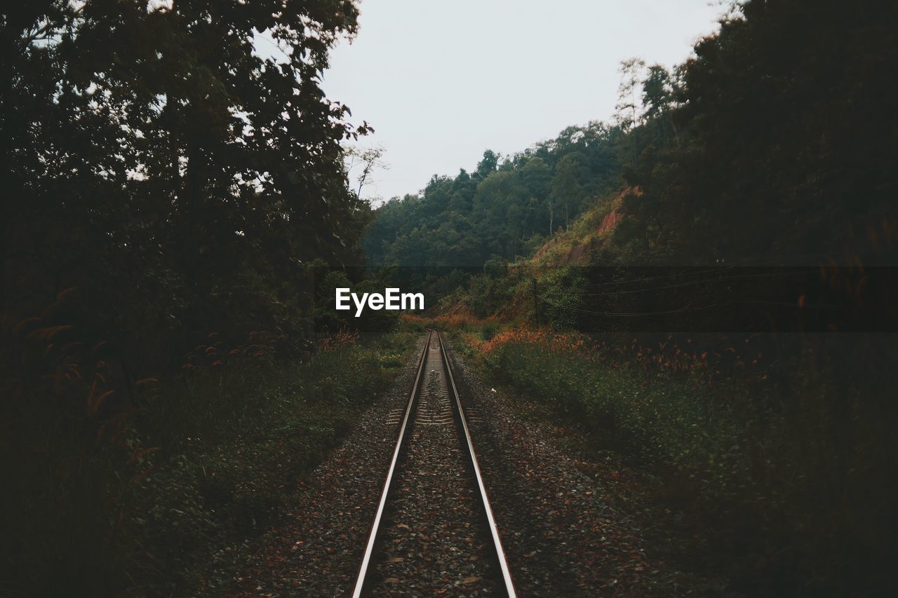 Railroad tracks amidst trees in forest