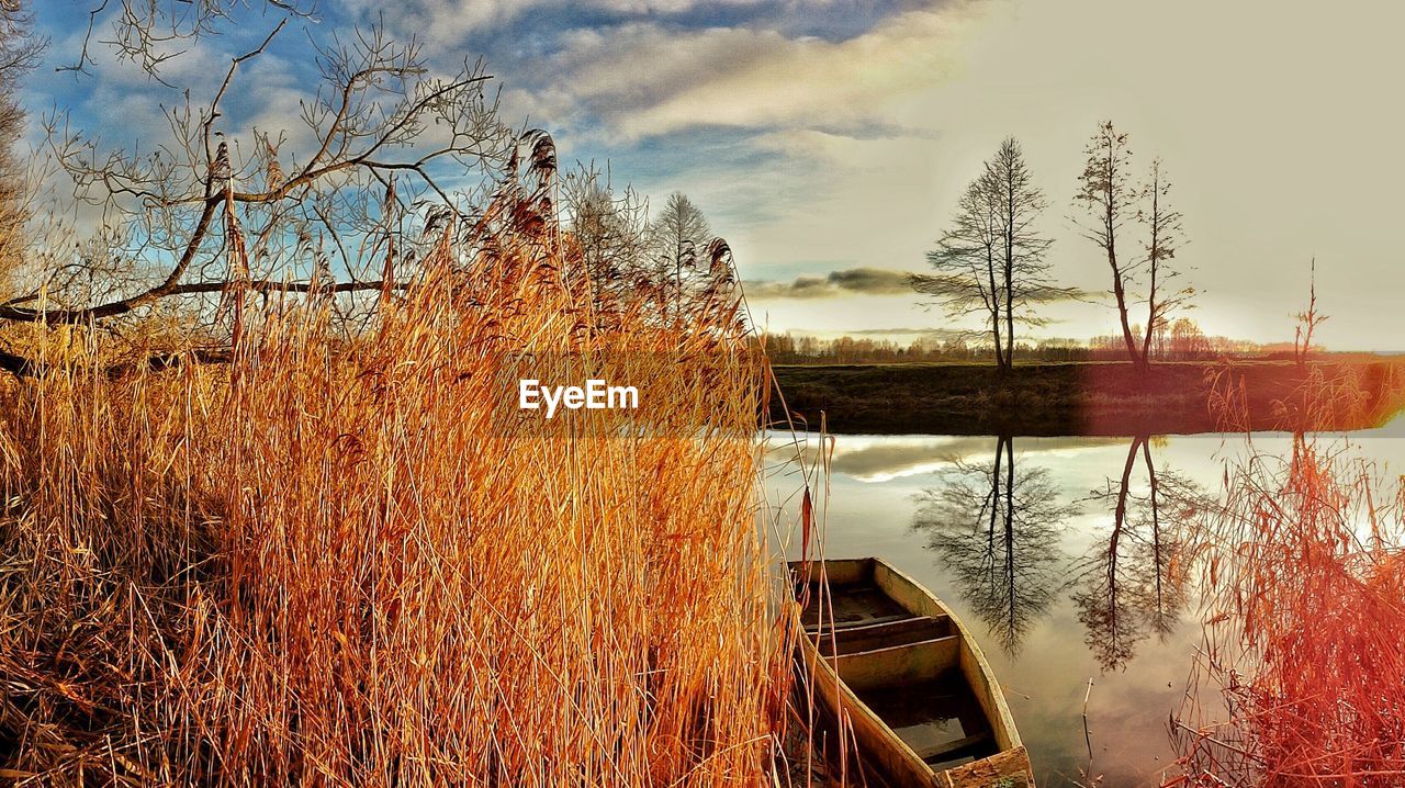 Bare trees in calm lake