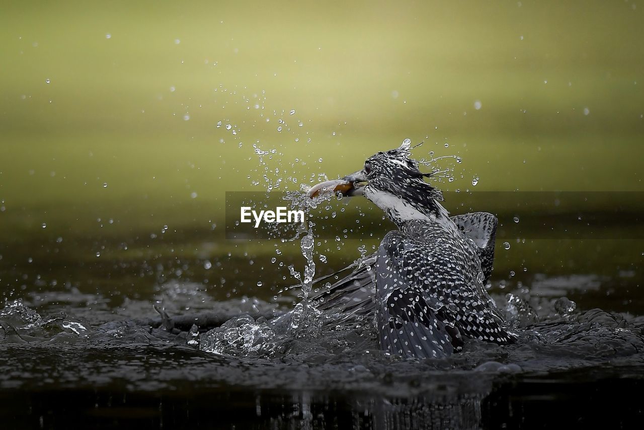 Bird in foraging in river