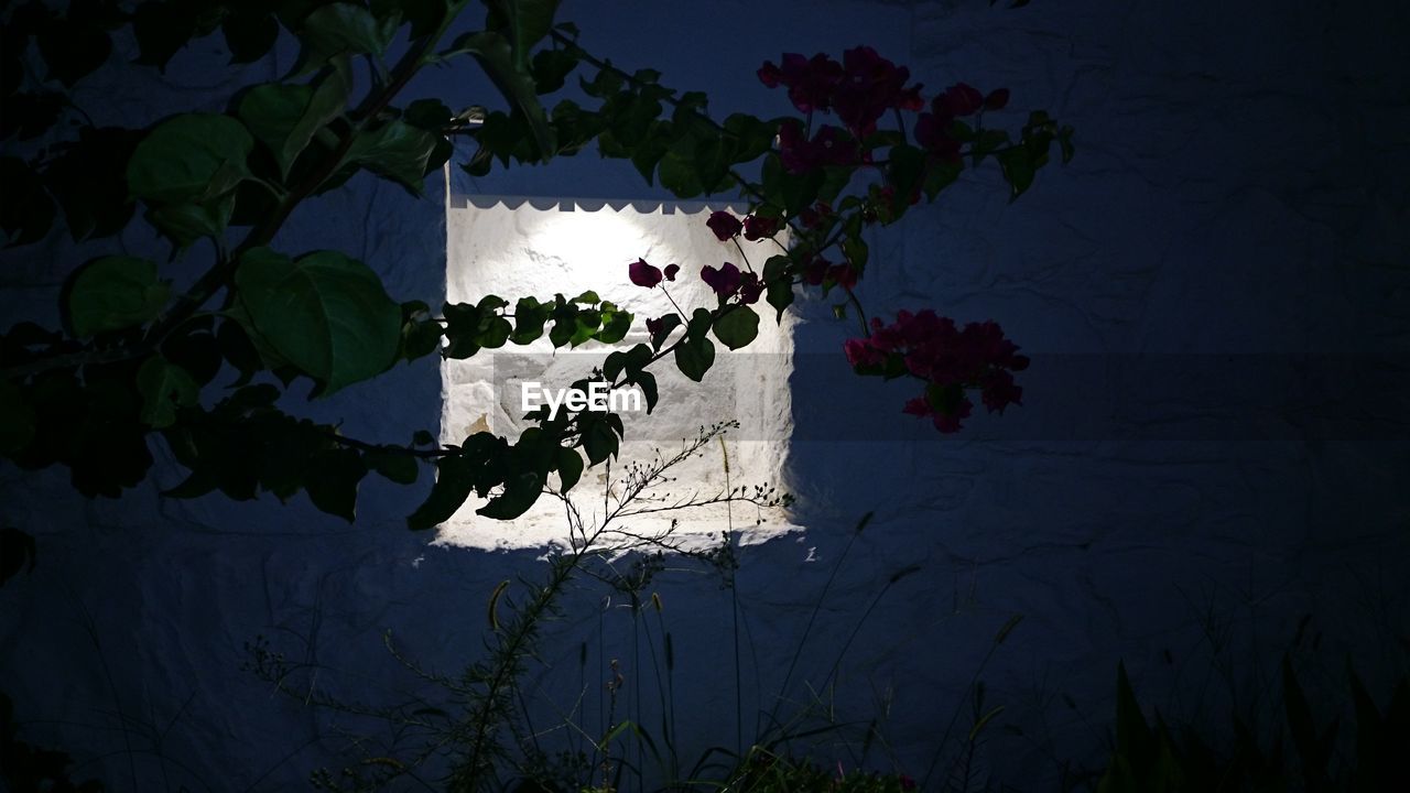 CLOSE-UP OF IVY FLOWERS