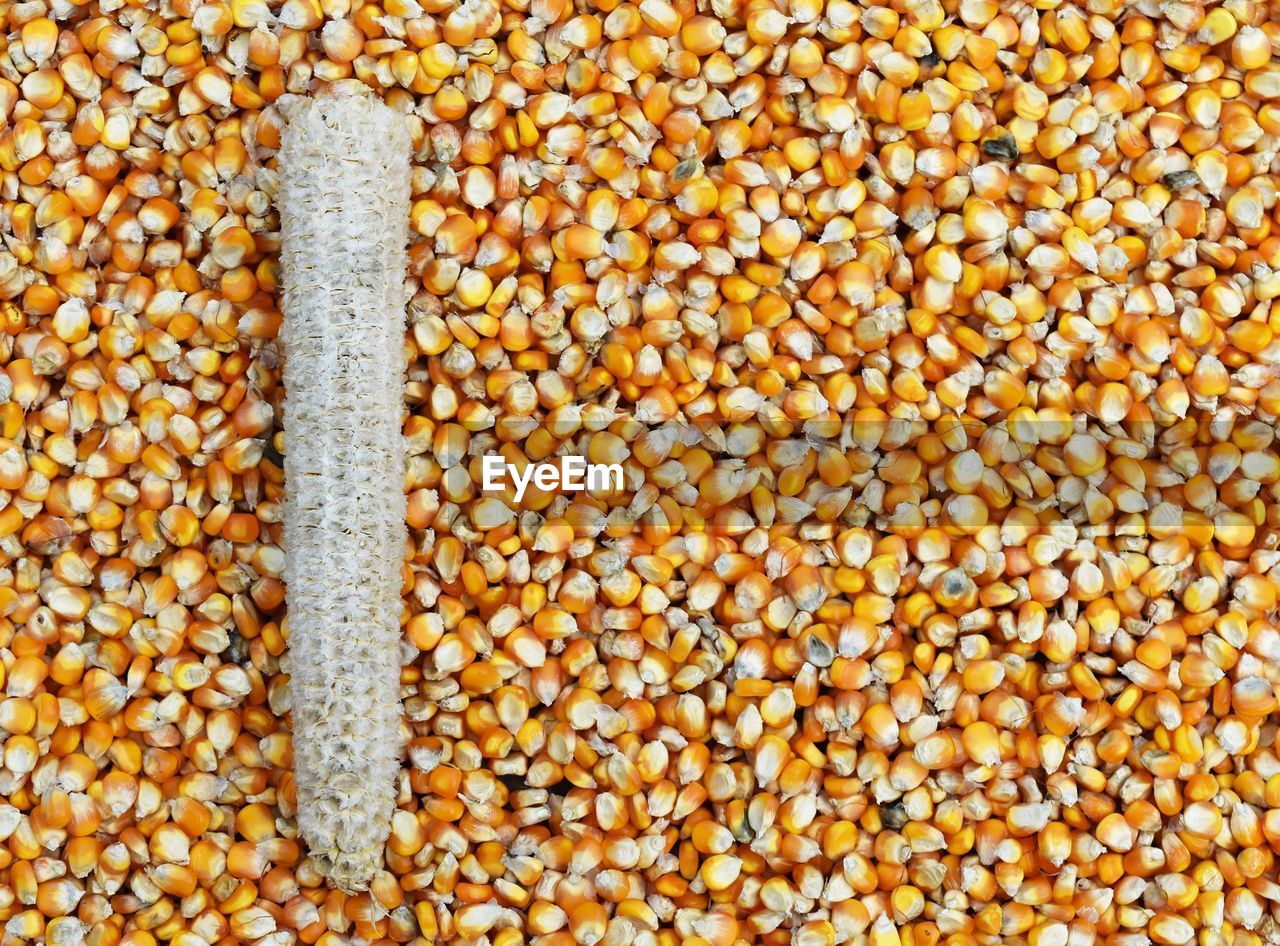 Full frame shot of corn and kernels