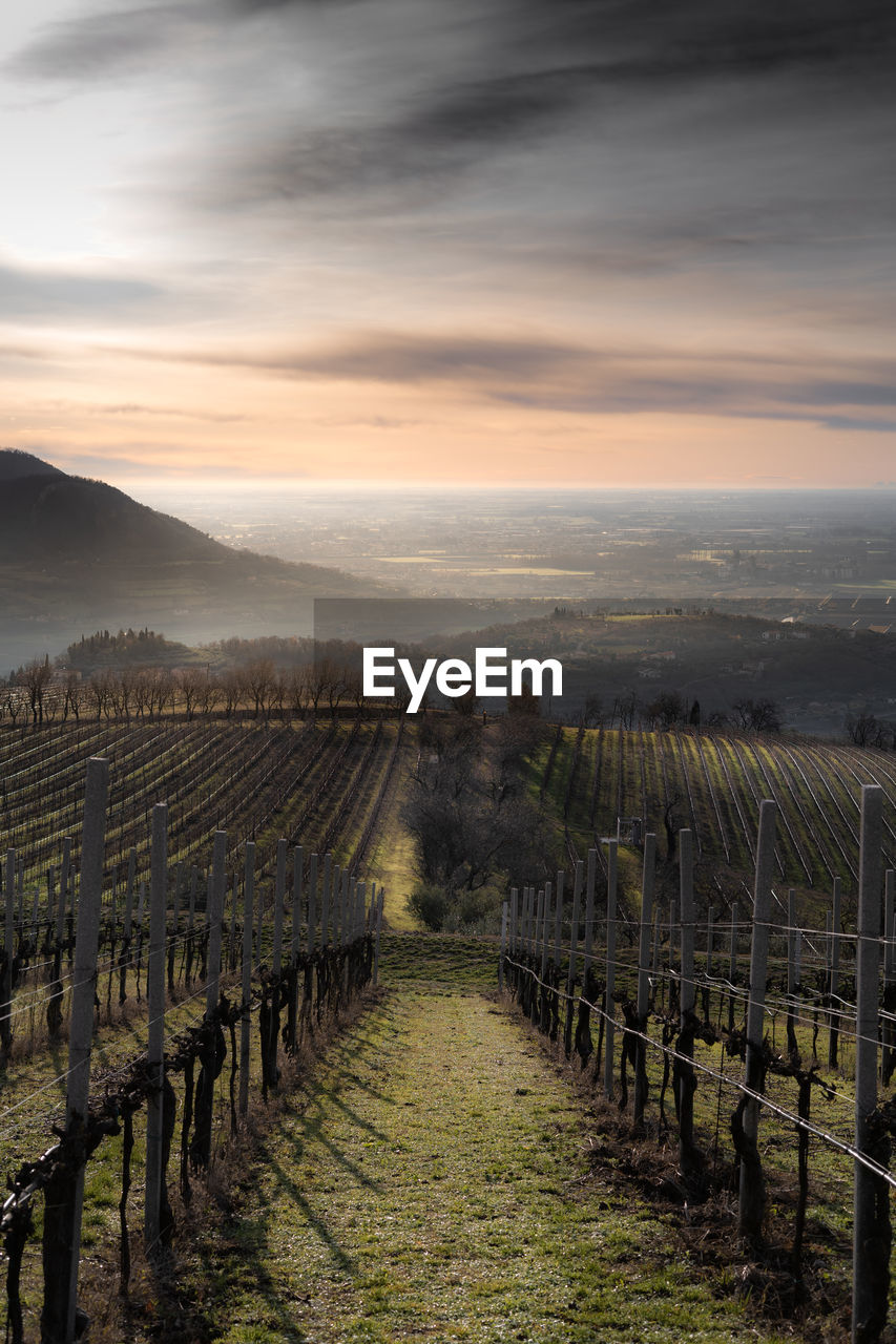 Scenic view of vineyard against sky during sunset