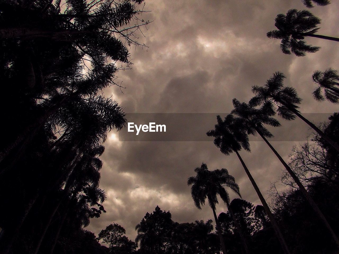 SILHOUETTE OF TREES AGAINST CLOUDY SKY