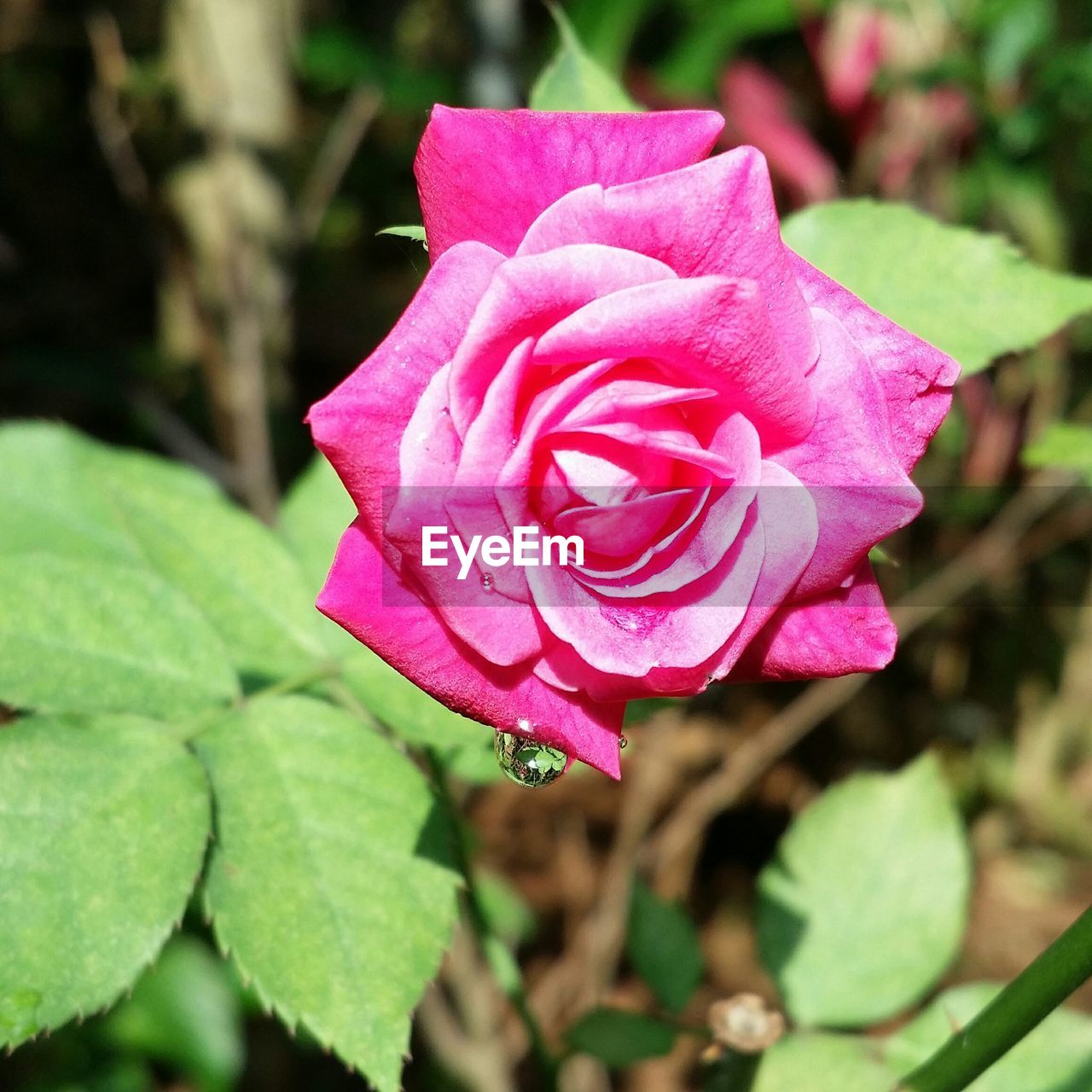 CLOSE-UP OF ROSE BLOOMING