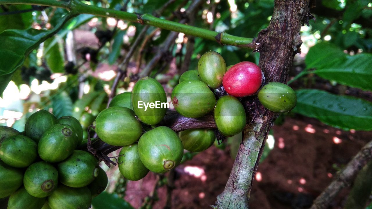 CLOSE-UP OF CHERRIES ON TREE