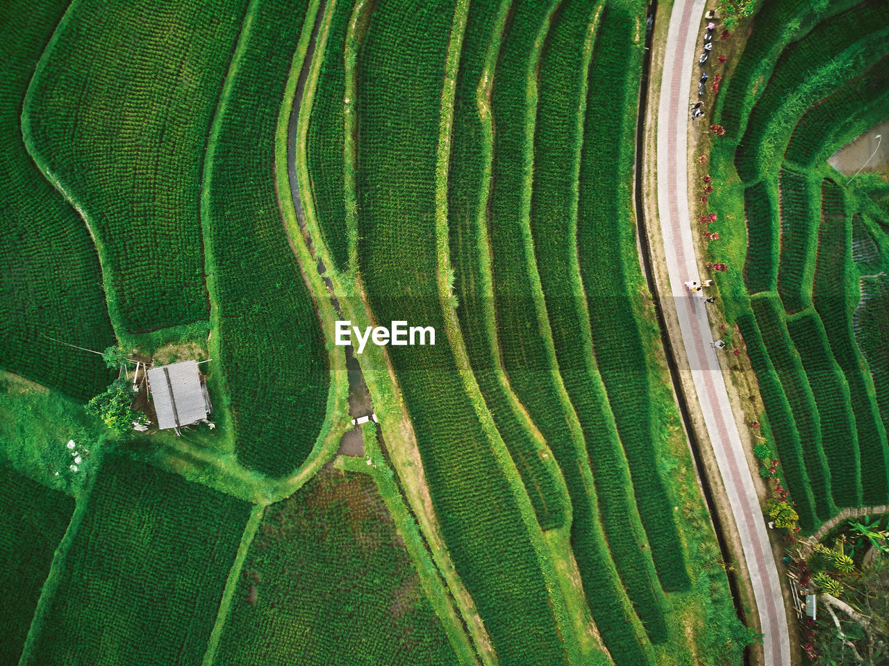 Full frame shot of agricultural field