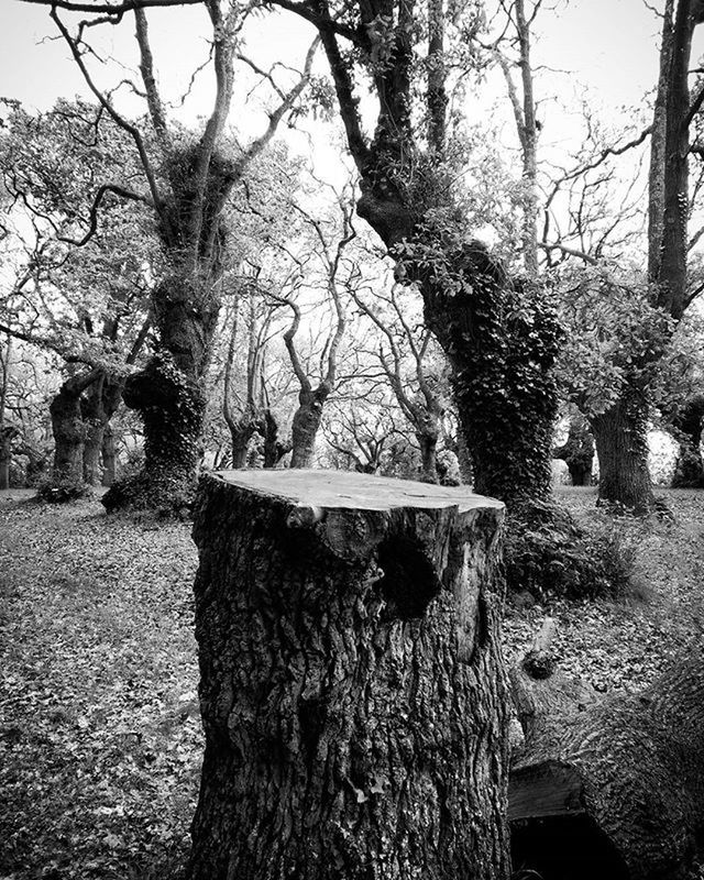 TREES GROWING IN OLD WALL