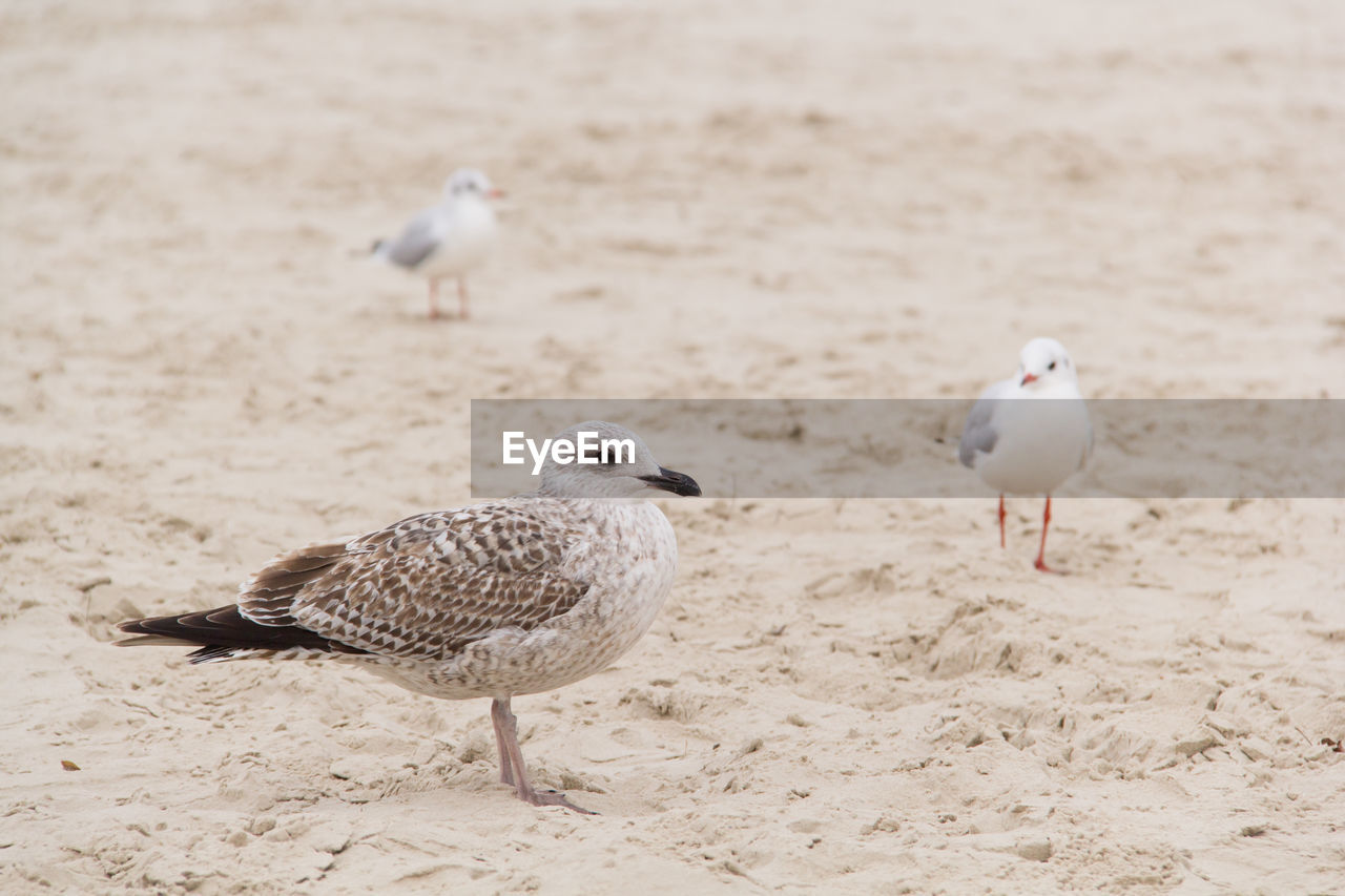 Seagull on beach