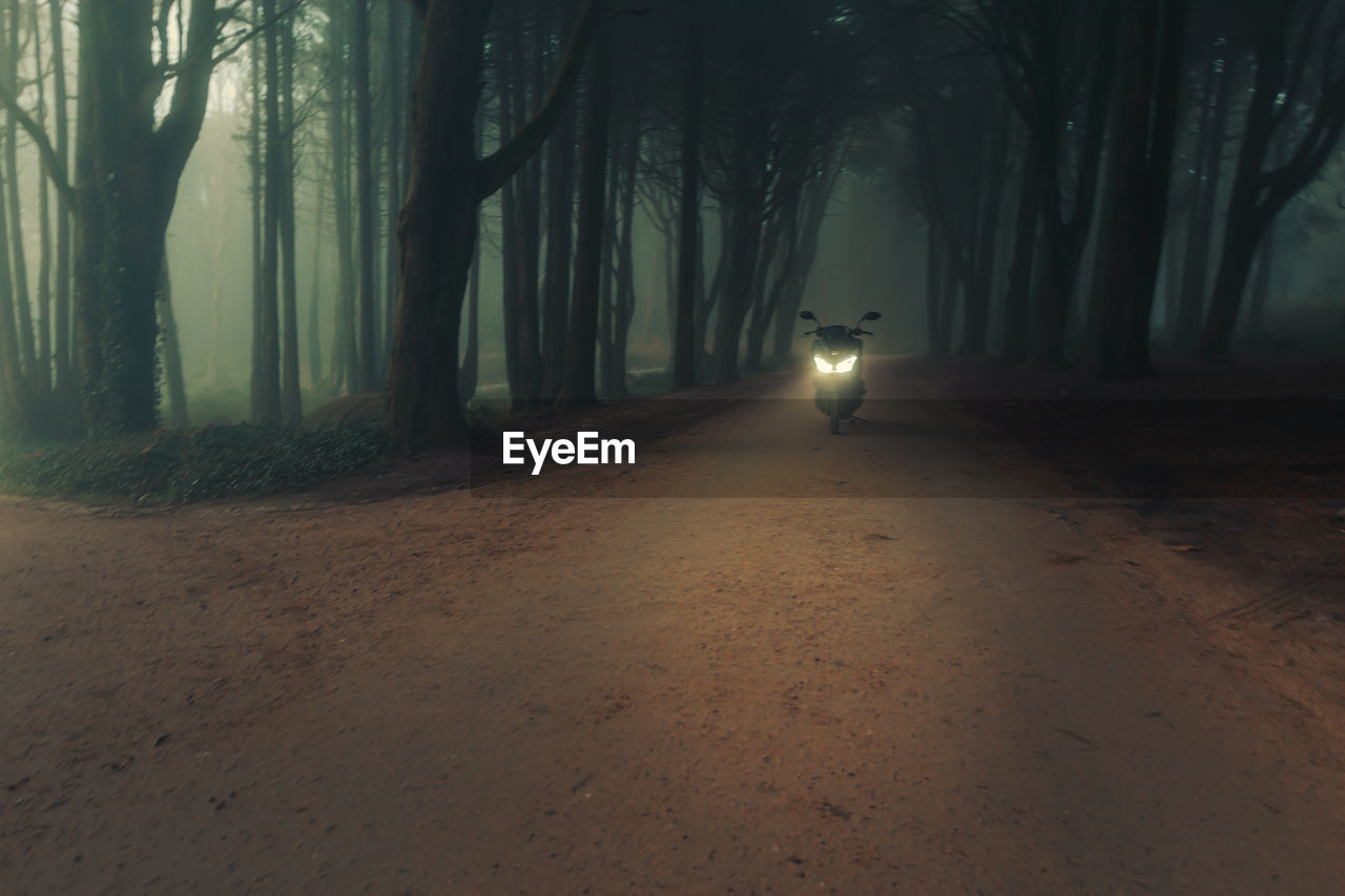 Illuminated street amidst trees in forest