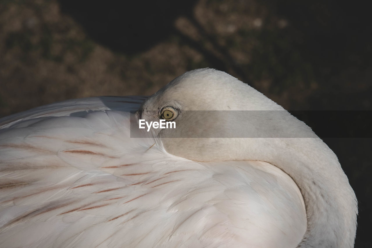 CLOSE UP OF A BIRD