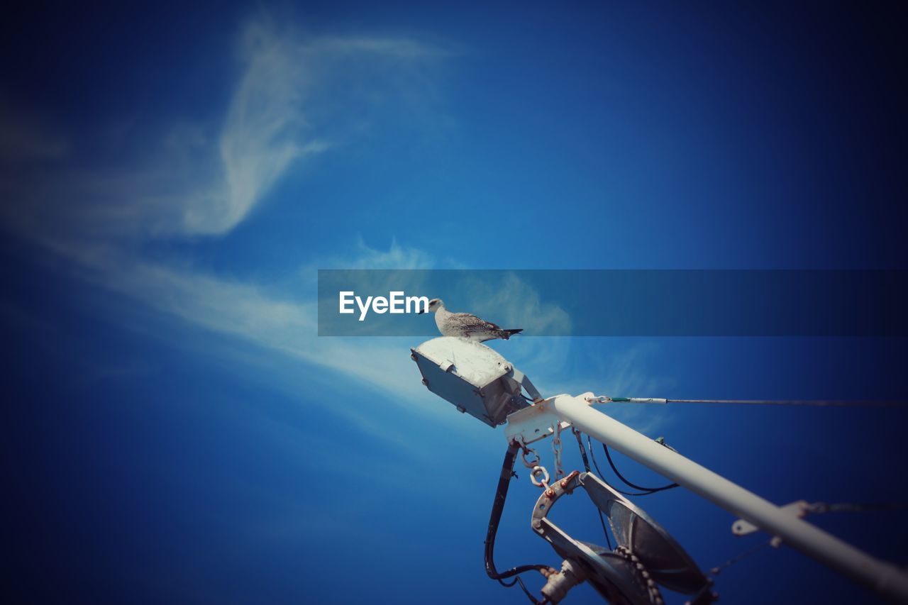 LOW ANGLE VIEW OF BIRDS PERCHING ON CABLE AGAINST SKY