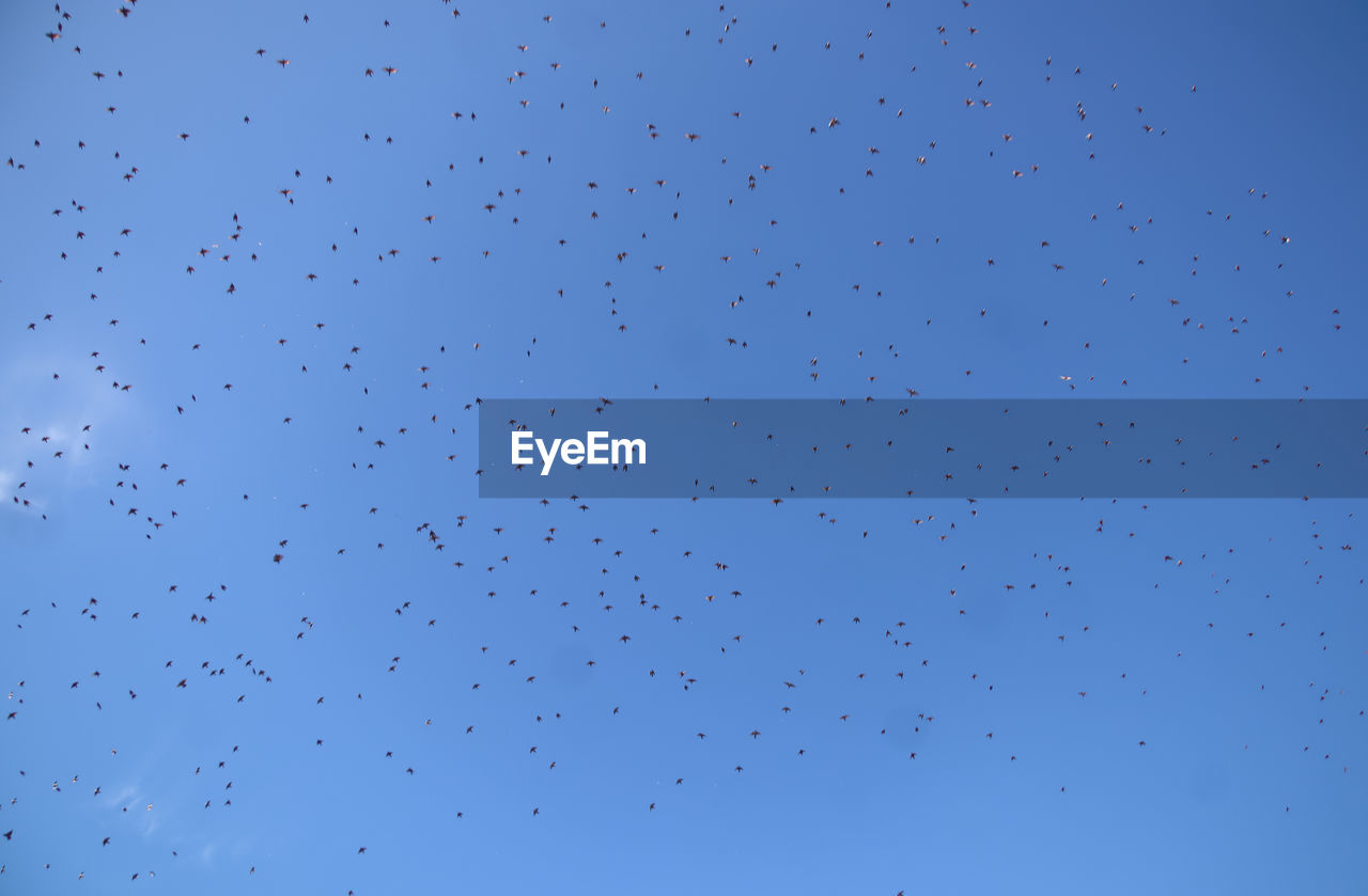 flock, sky, blue, flying, bird, flock of birds, wildlife, animal wildlife, animal, animal themes, bird migration, large group of animals, no people, line, nature, group of animals, clear sky, mid-air, low angle view, animal migration, motion, outdoors, day