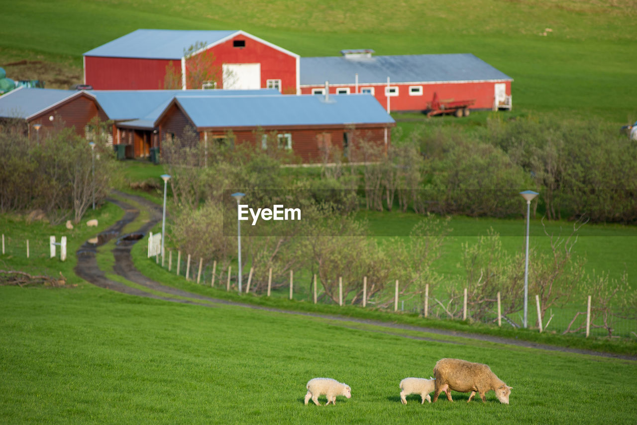 Small eco houses, countryside farmhouses in iceland