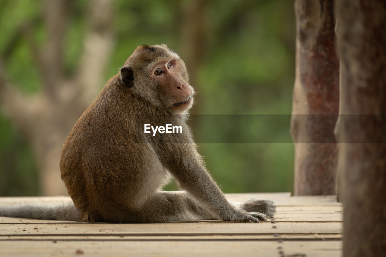 Long-tailed macaque sits looking back on bridge