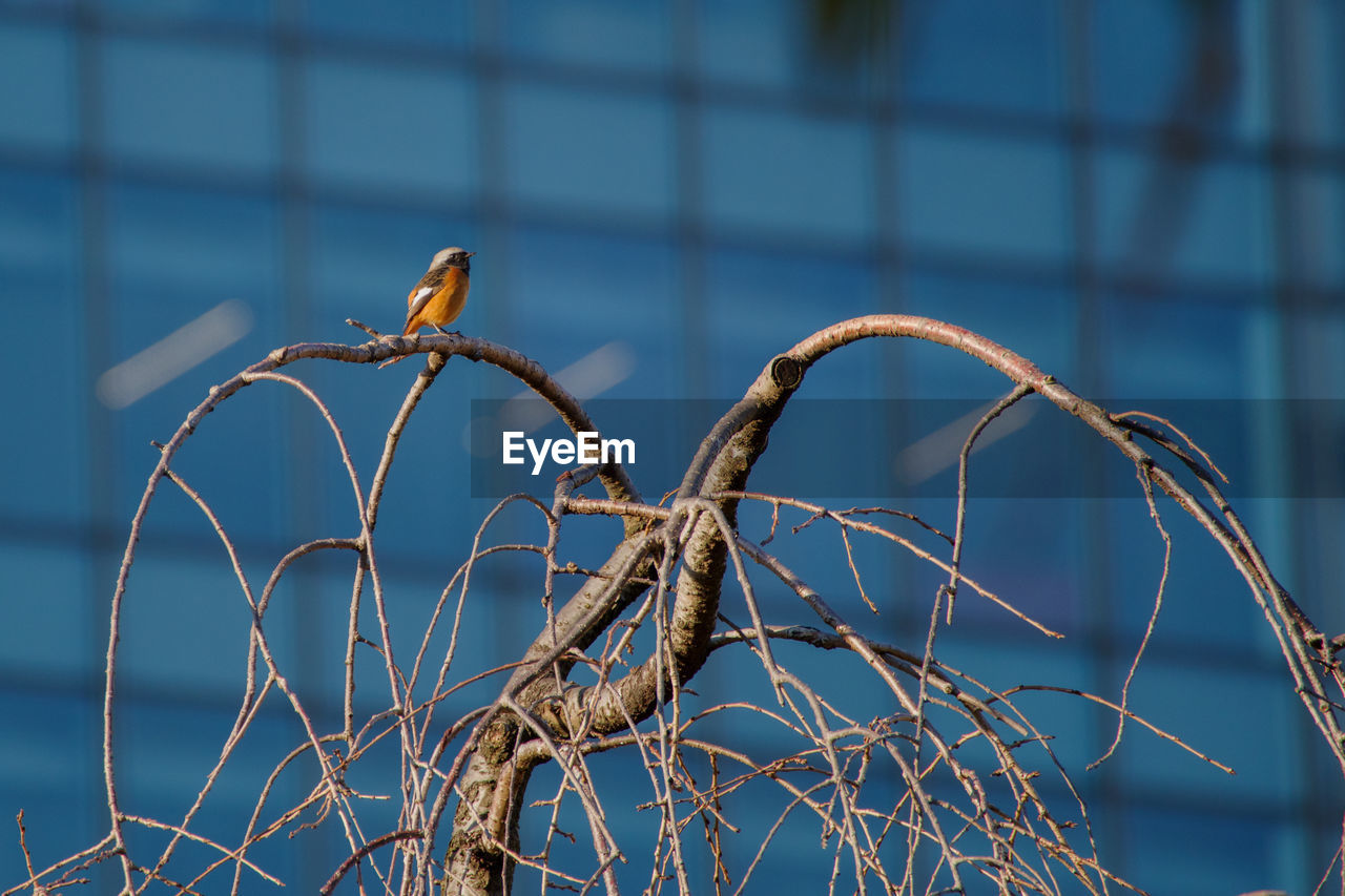 fence, wire fencing, blue, branch, wire, focus on foreground, no people, home fencing, barbed wire, outdoor structure, nature, razor wire, metal, security, protection, day, animal, bird, close-up, outdoors, twig, animal themes, animal wildlife, electricity