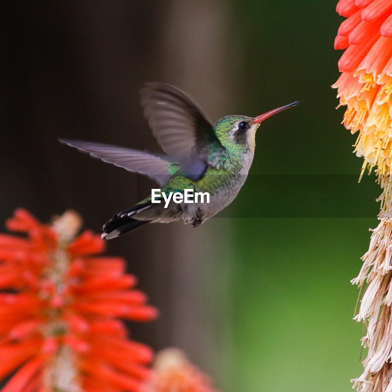 Close-up of humming bird flying by flower