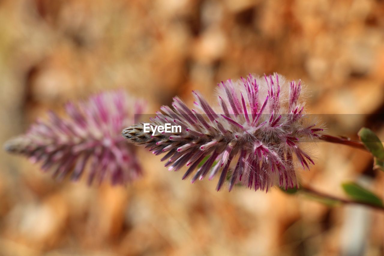Close-up of purple flower