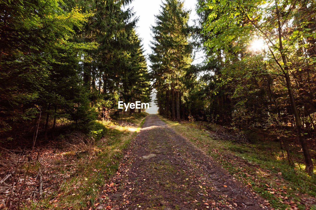 Dirt road amidst trees in forest