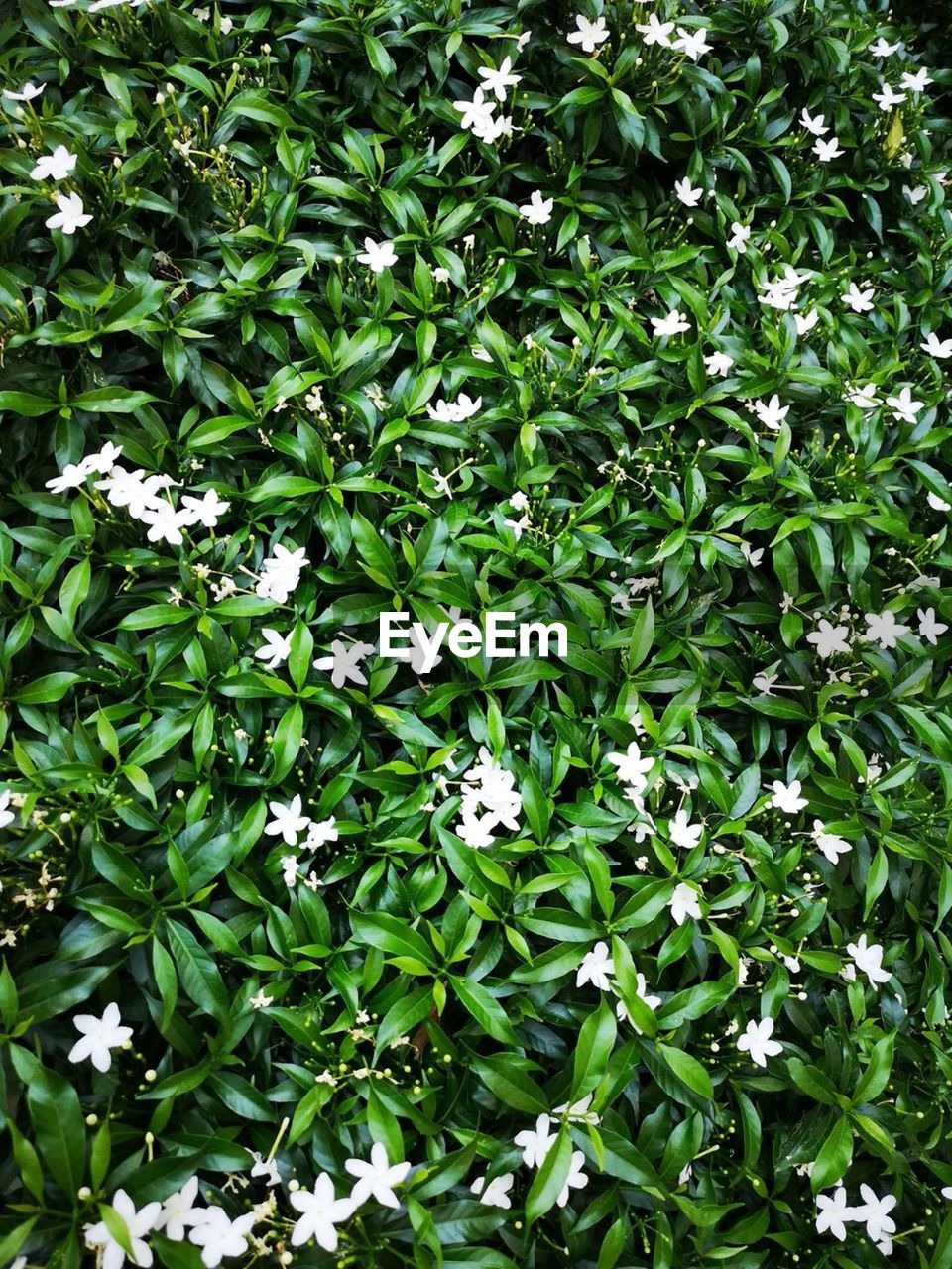 FULL FRAME SHOT OF WHITE FLOWERING PLANT