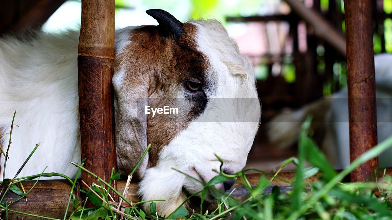 CLOSE-UP OF GOAT