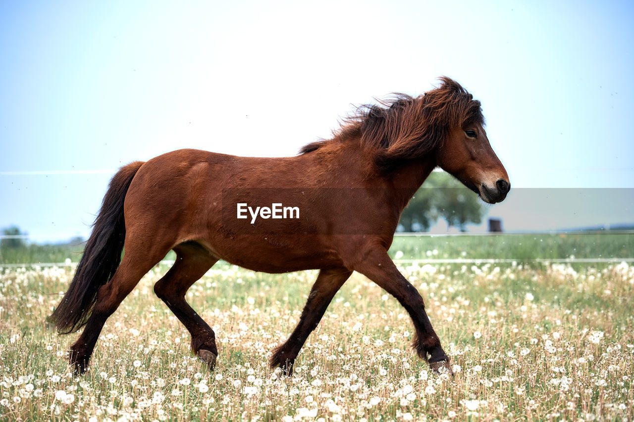 Side view of an bay icelandic horse trotting over a dandelion meadow