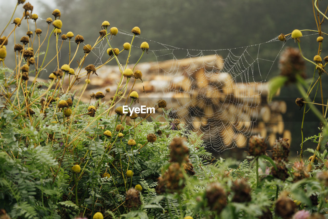 Spider web on plants