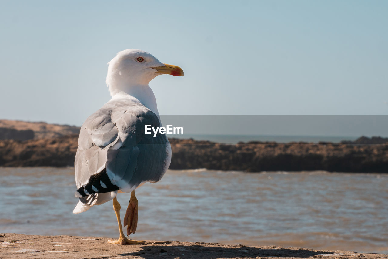 Seagull perching on a beach