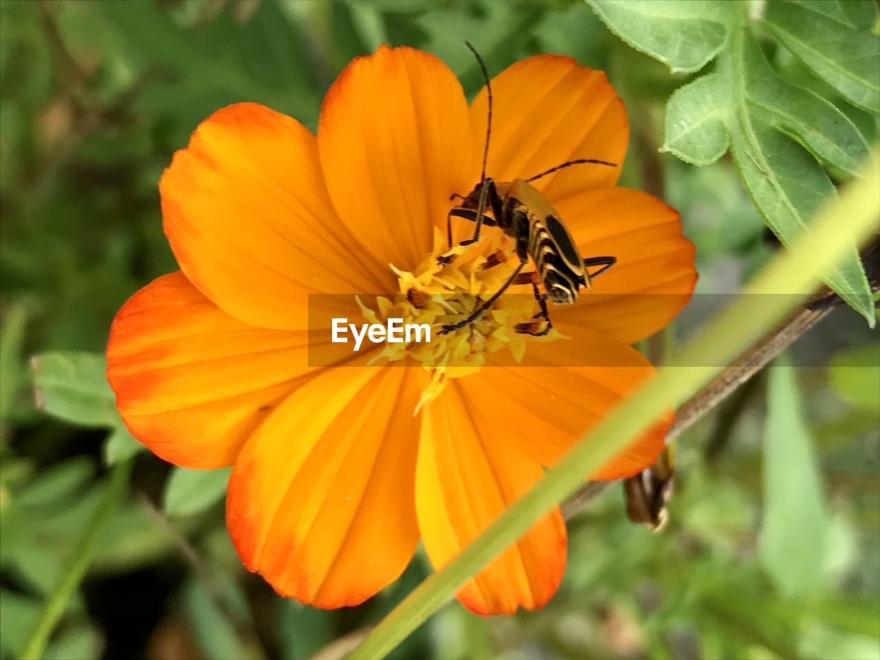 CLOSE-UP OF HONEY BEE POLLINATING ON FLOWER