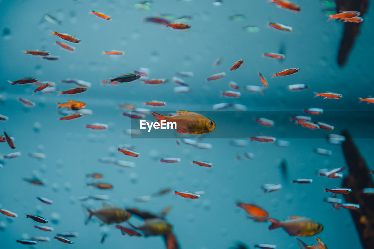 Close up view of fish swimming in sea.