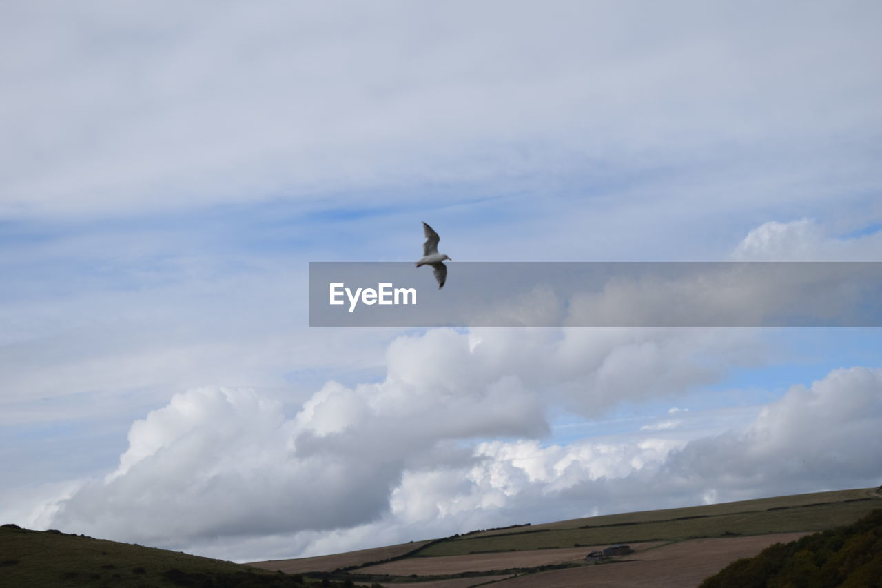 LOW ANGLE VIEW OF BIRDS FLYING IN SKY