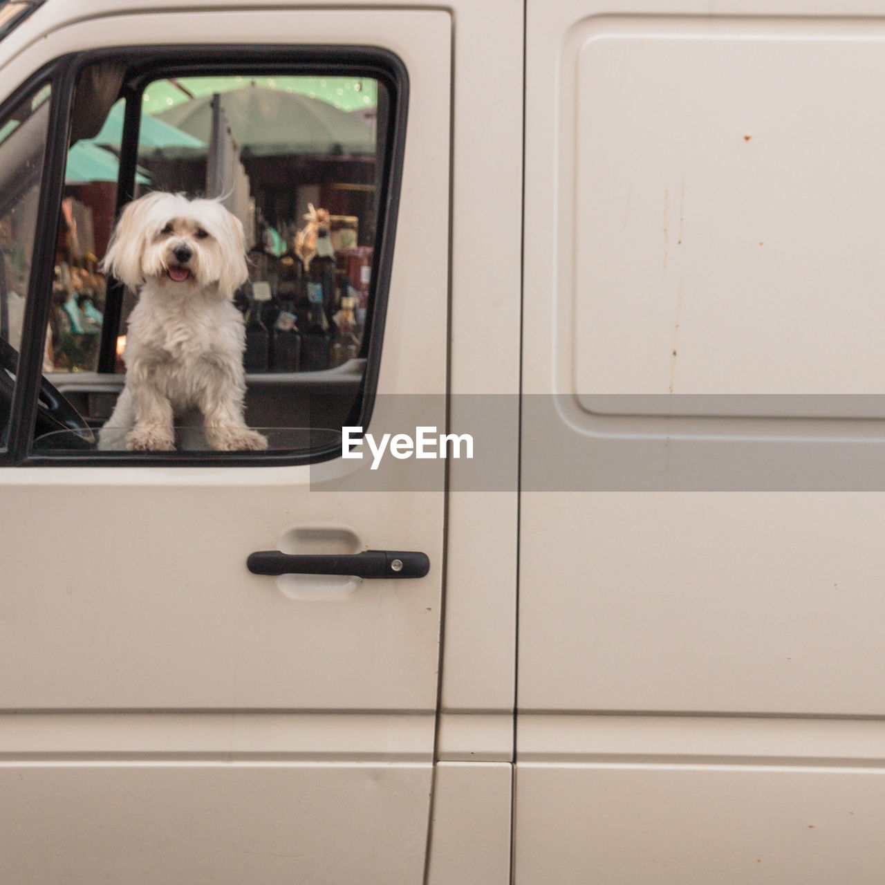 Dog sitting in car window