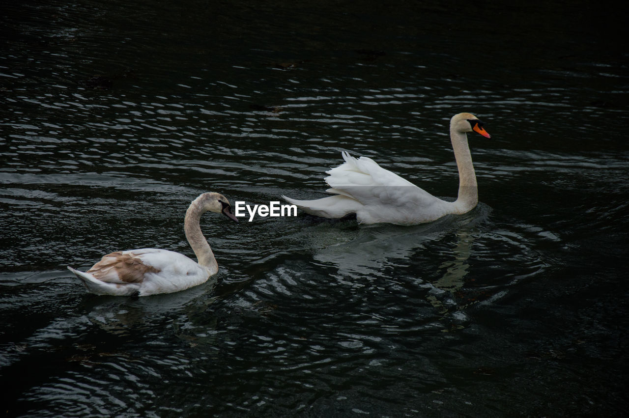 SWAN SWIMMING ON LAKE