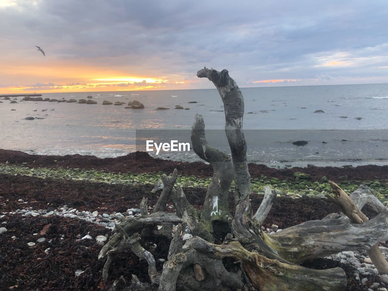 SCENIC VIEW OF DRIFTWOOD ON BEACH AGAINST SKY