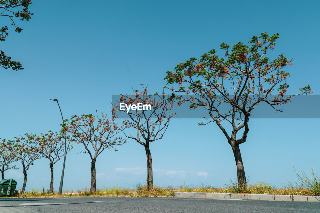 Trees by road against clear blue sky