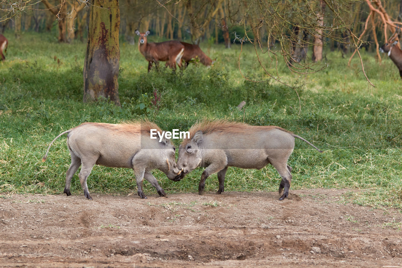 Two warthogs fighting in kenya