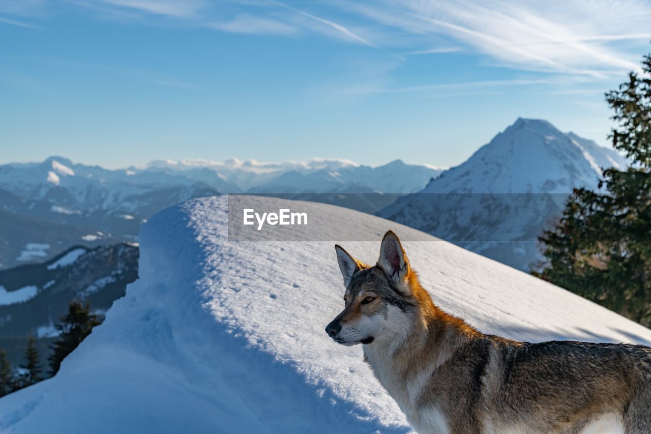 High angle view of dog on snowcapped mountain 