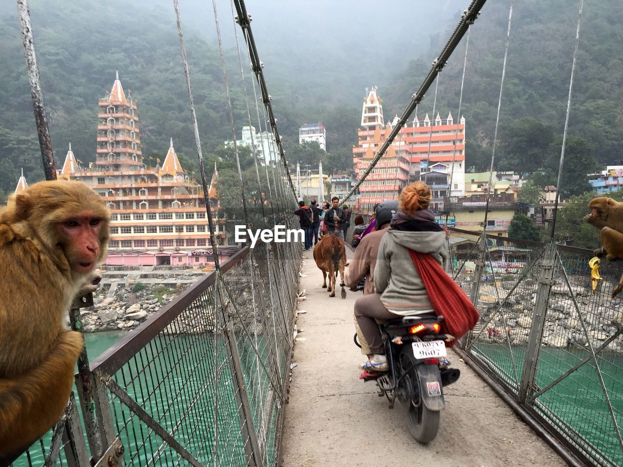 People and monkeys on bridge over river in city