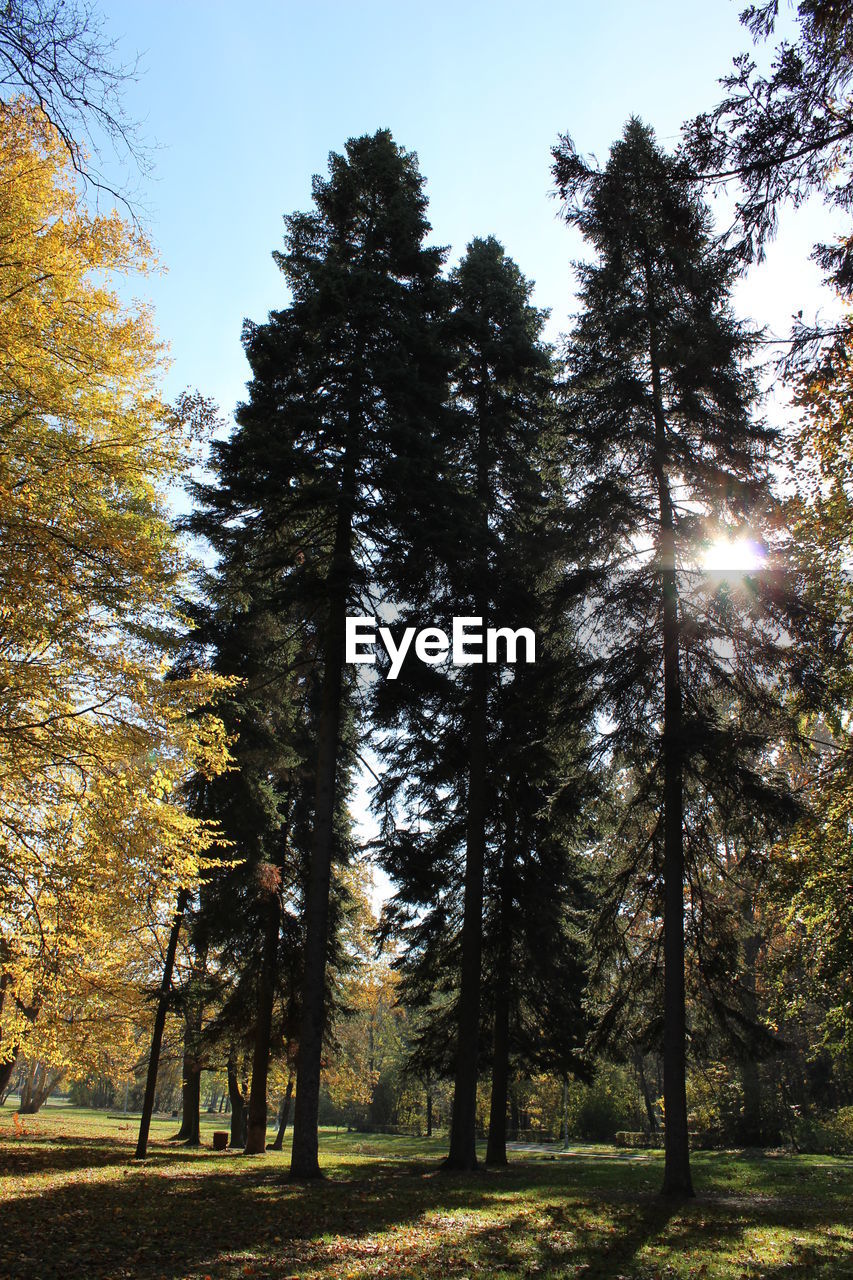 LOW ANGLE VIEW OF TREES AGAINST SKY