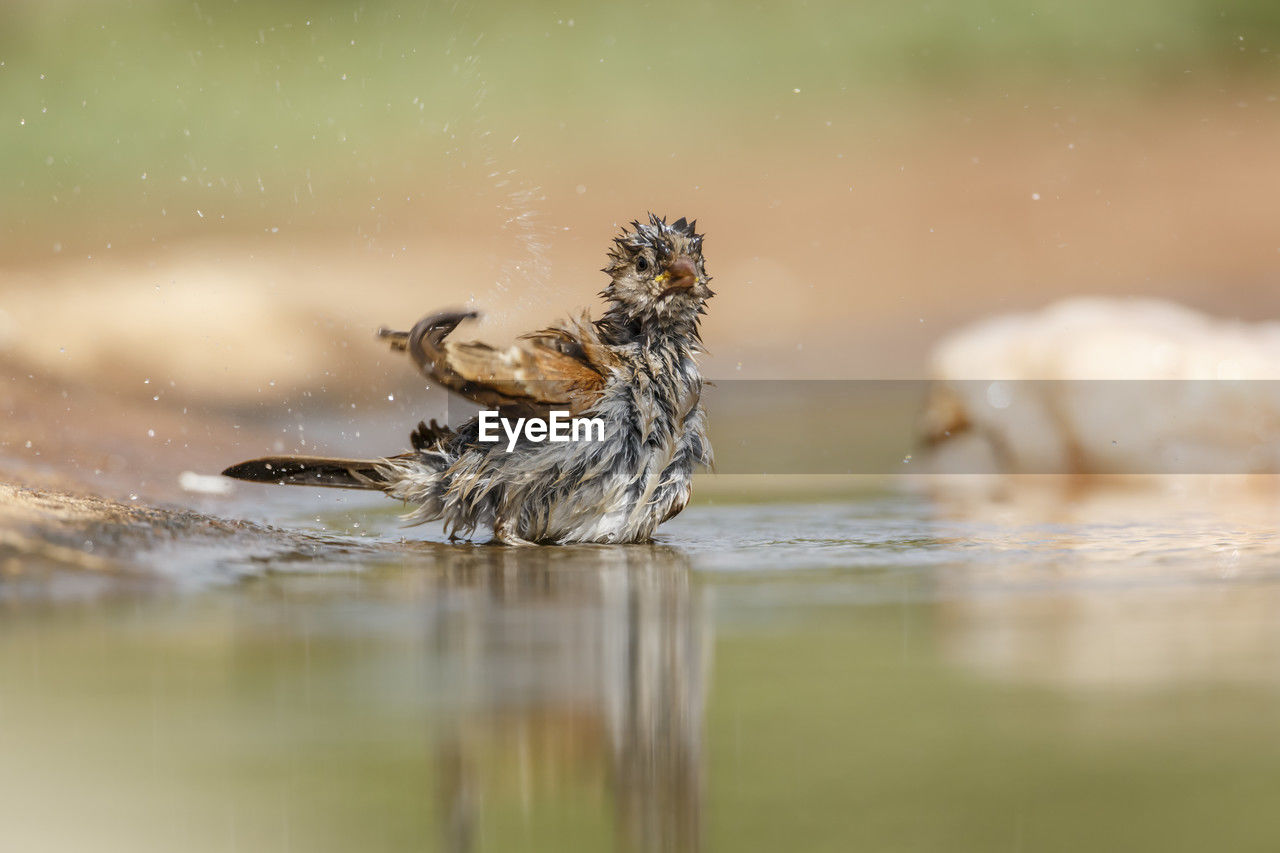 animal themes, animal, animal wildlife, wildlife, nature, water, bird, one animal, selective focus, no people, lake, close-up, outdoors, motion, young animal, swimming, day, duck, reflection, mammal, environment