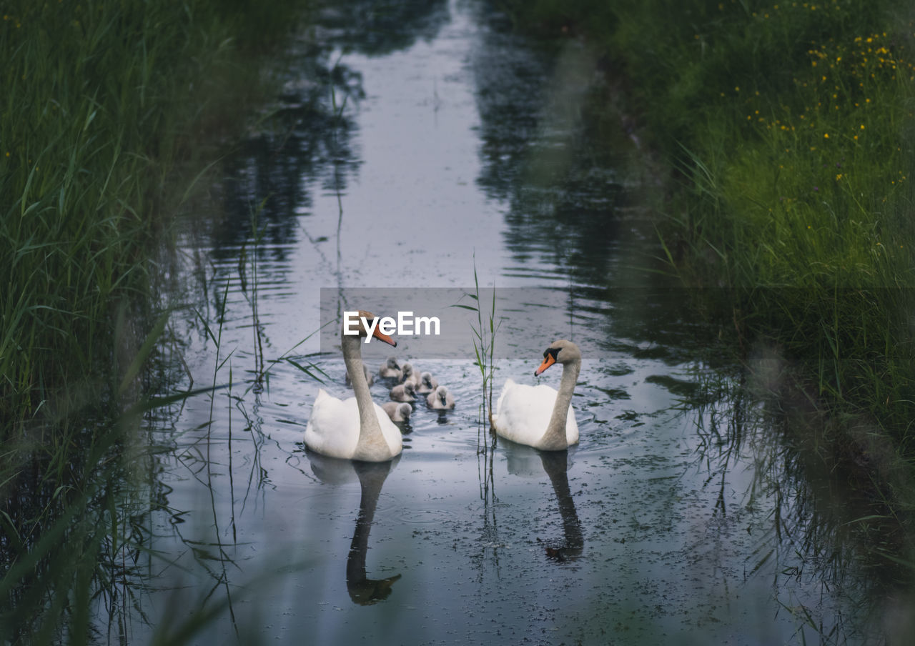 Swans swimming with cygnets on lake