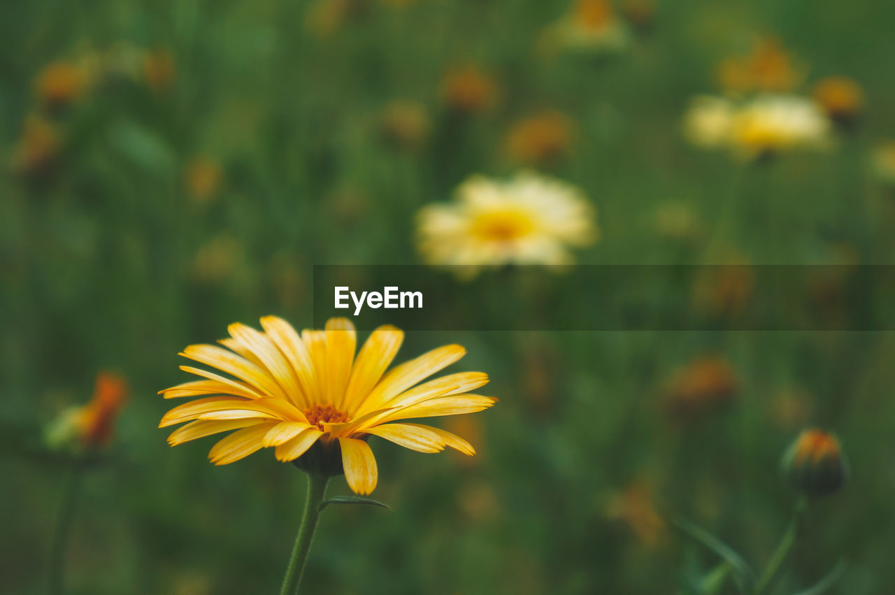 Close-up of yellow flowering plant on field