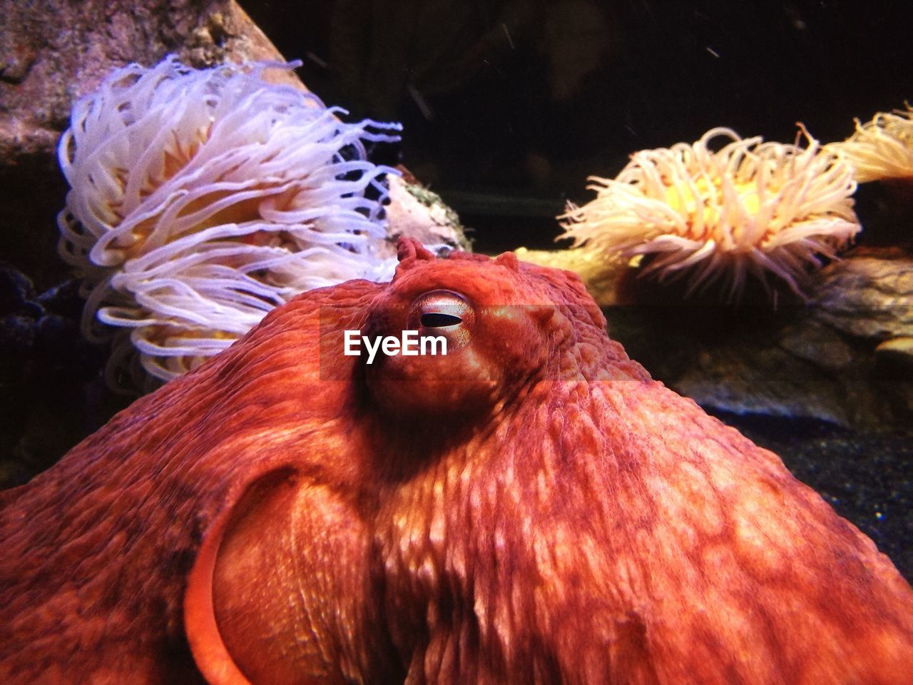 CLOSE-UP OF DUCK IN AQUARIUM