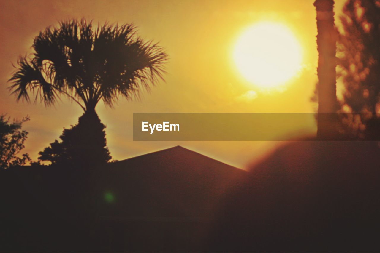 LOW ANGLE VIEW OF PALM TREES AT SUNSET