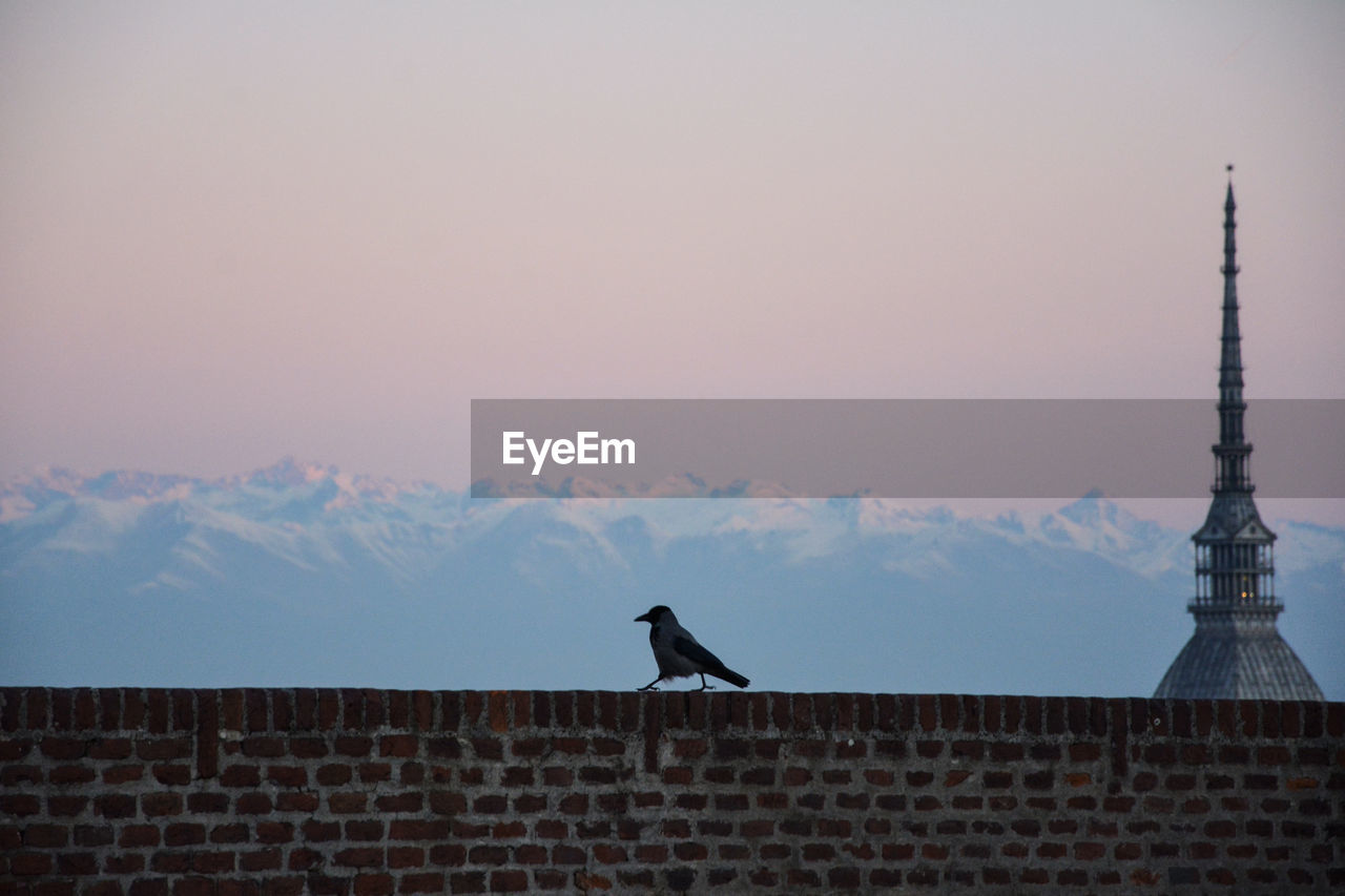 Low angle view of bird on building against sky.  turin, mole antonelliana with crow