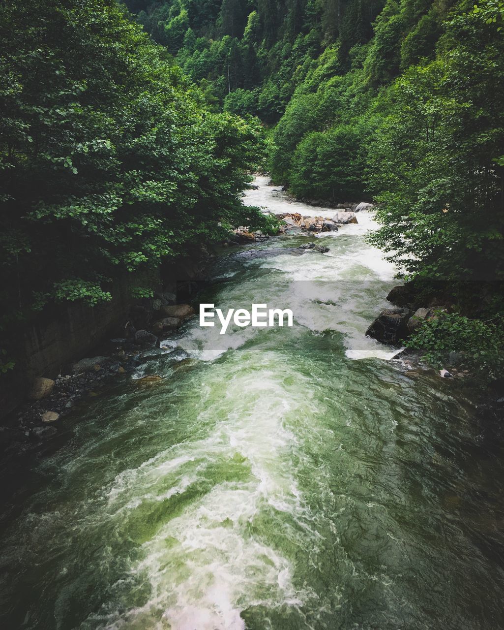 River flowing amidst trees in forest