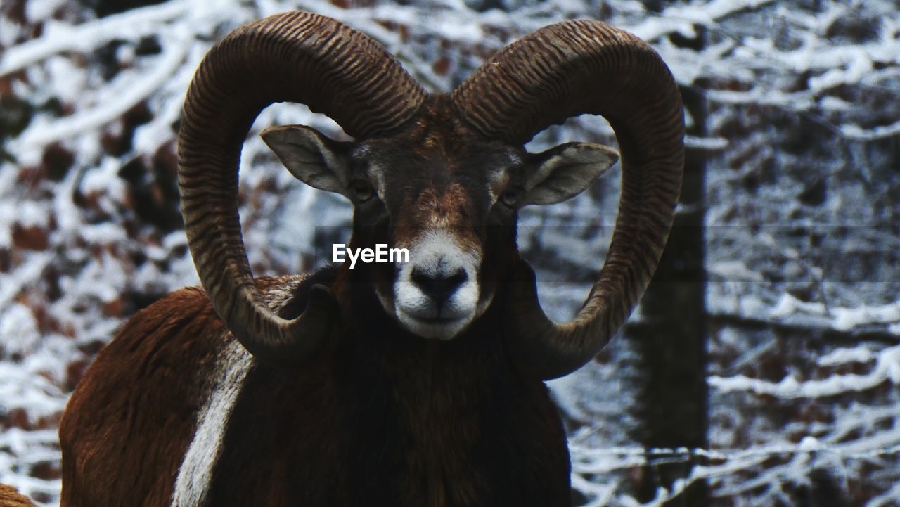 Close-up portrait of goat