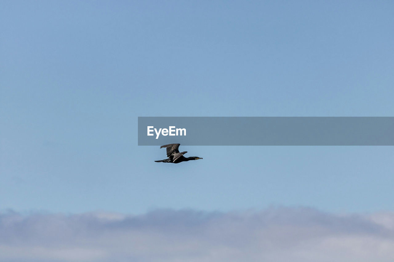 LOW ANGLE VIEW OF EAGLE FLYING AGAINST SKY