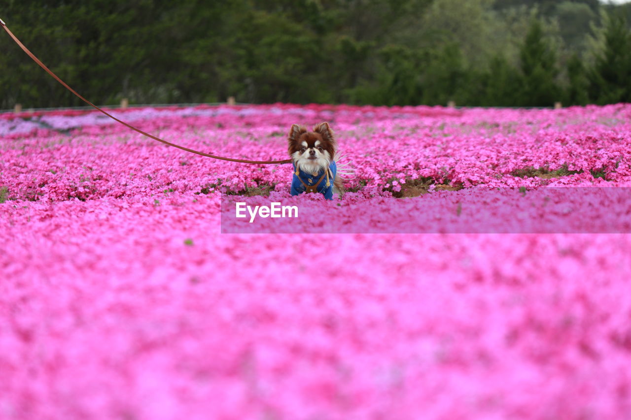 Dog standing on pink land