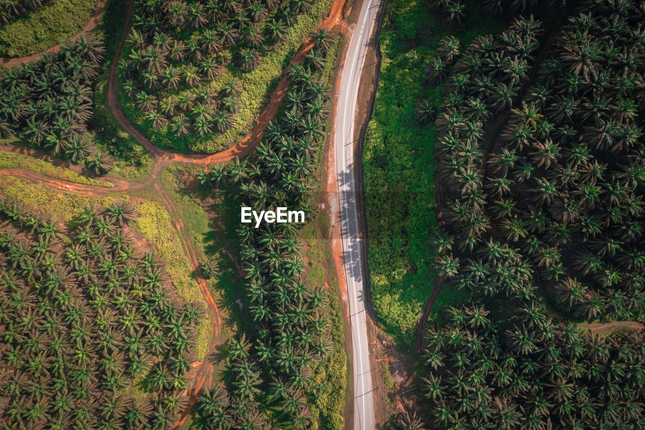 High angle view of road amidst trees in forest