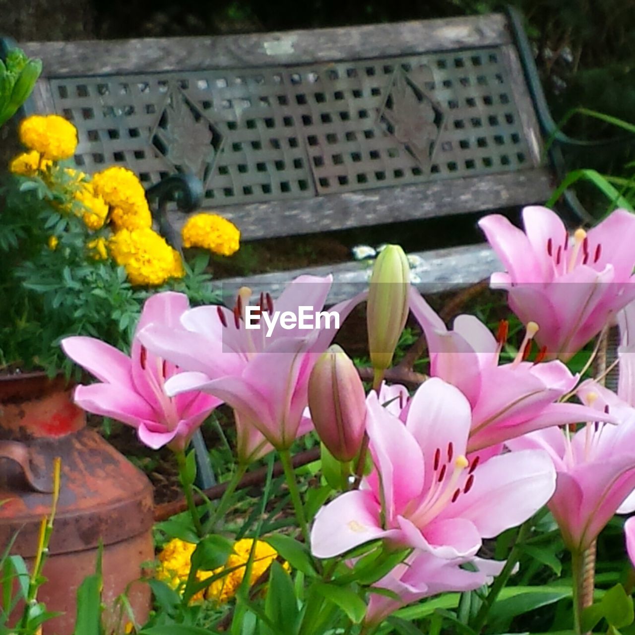 CLOSE-UP OF PINK FLOWERS